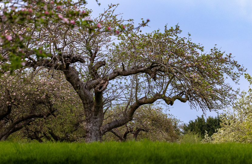 Champion Tree, Coton Orchard