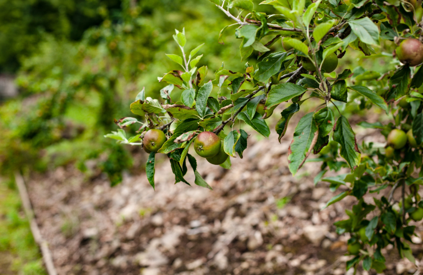 Apple trees in the Coton orchard date back to 1922.