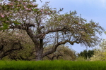 Champion Tree, Coton Orchard