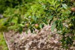 Apple trees in the Coton orchard date back to 1922.