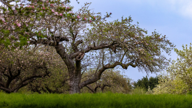 Champion Tree, Coton Orchard